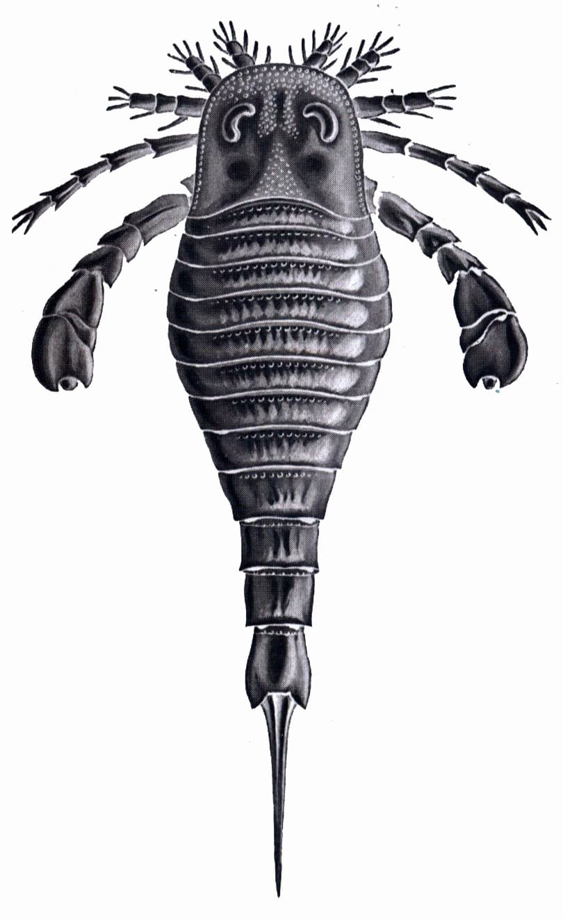 eurypterid