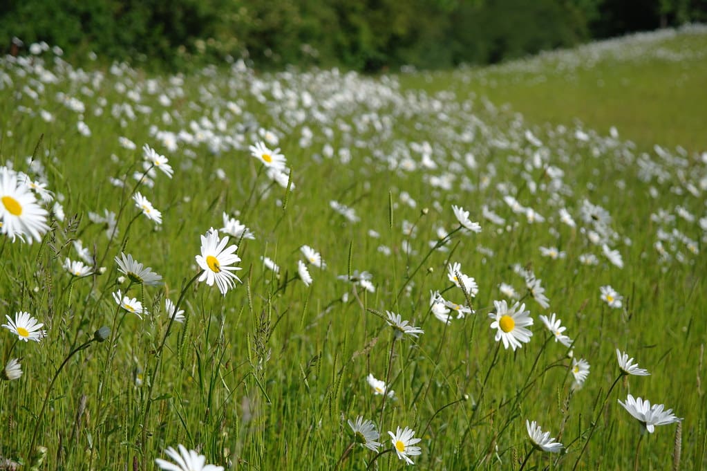 A Poem Turned Political