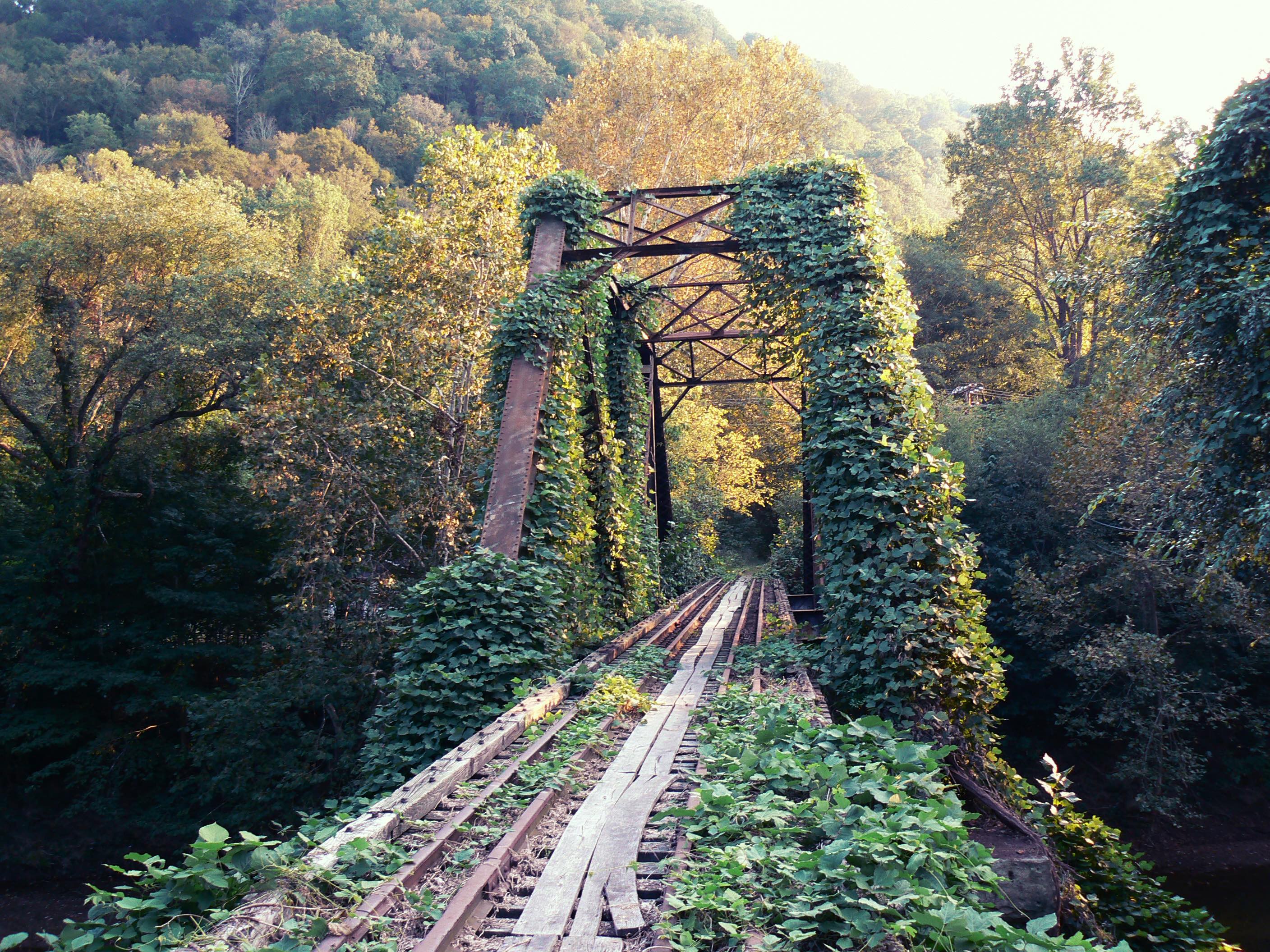 Invasive kudzu vine covering a bridge in the forest.