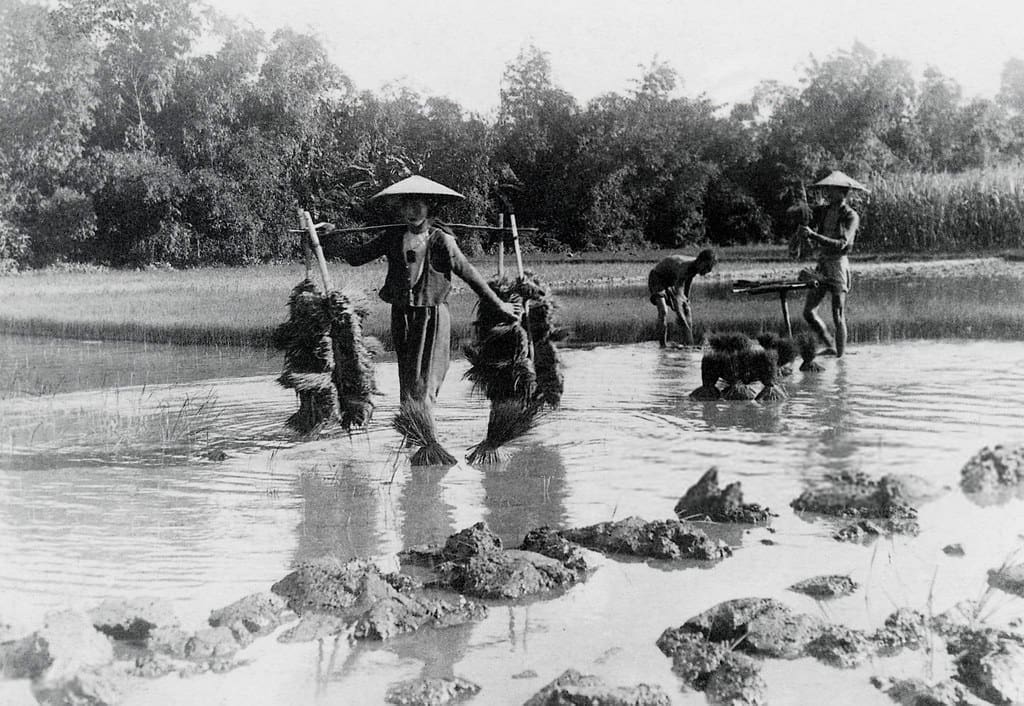 Vietnamese farmers working on the Mekong Delta during the French colonial period, ca. 1930. The image was chosen to highlight the historical continuum of guerrilla struggle across the global south. Just as the Vietnamese successfully (and at great human cost) defended their land from French and US imperialism, so too has the Palestinian resistance defended their homeland against both British imperialism and Israeli settler colonialism. Photo by manhhai is licensed under CC BY 2.0.