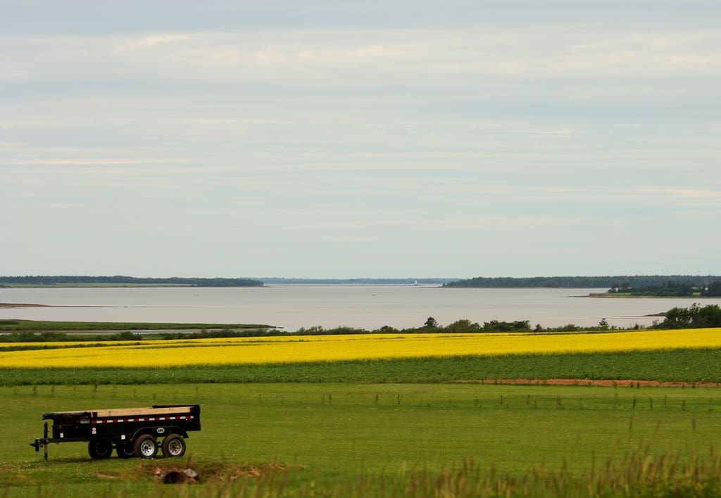 An image of a canola field on Prince Edward Island, Canada. Credit: "PEI Canola oil field" by Alexis MacDonald is licensed under CC BY-NC-ND 2.0.