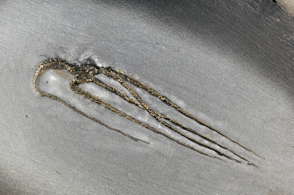 A fossilized brittle star encased in sediment. "Furcaster paleozoicus fossil brittle star (Kaub Formation, Hunsrück Slate Group, Lower Devonian; Budenbach area, western Germany) 3" by James St. John is licensed under CC BY 2.0.