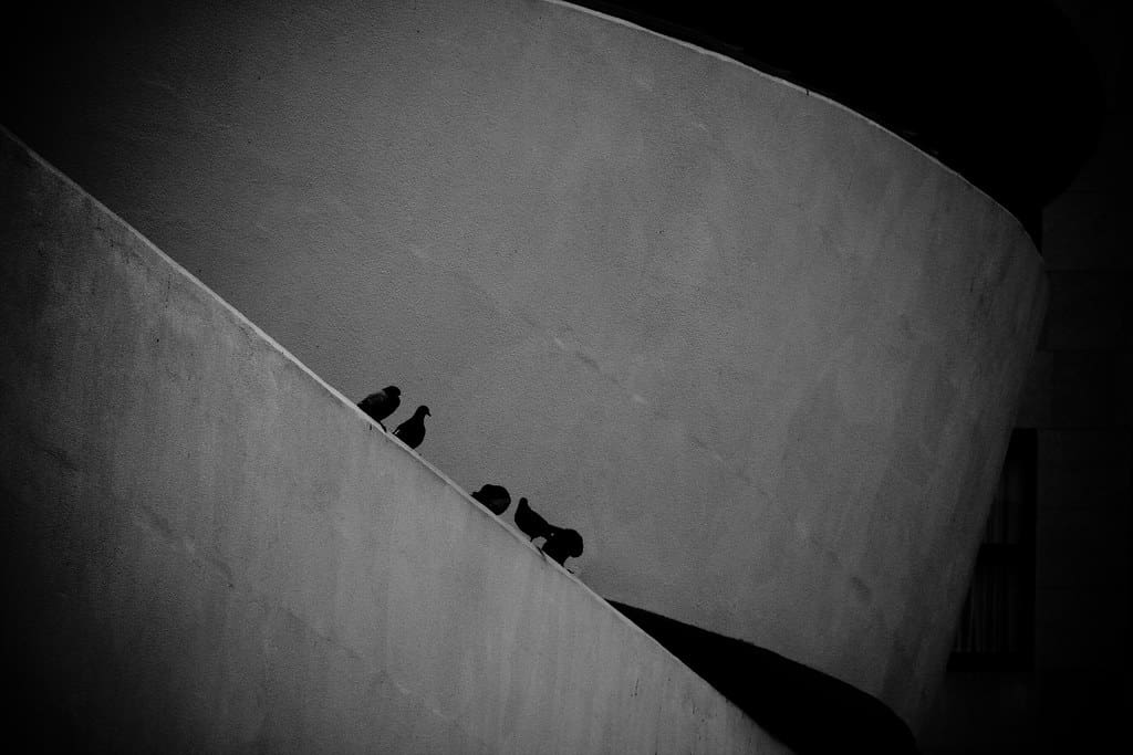 A black & white image of pigeons perched on the Guggenheim in NYC. "New York City pigeons on the Guggenheim" by ugod is licensed under CC BY 2.0.