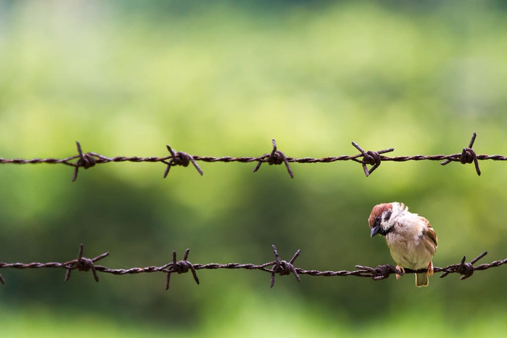 An image of a sparrow perched on barbed wire. "“鐵絲網麻雀 Sparrow on barbed wire” / 自然 Nature / SML.20130501.7D.40798" by See-ming Lee (SML) is licensed under CC BY-NC 2.0.